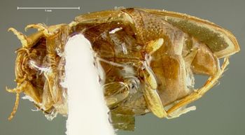 Media type: image;   Entomology 23896 Aspect: habitus ventral view